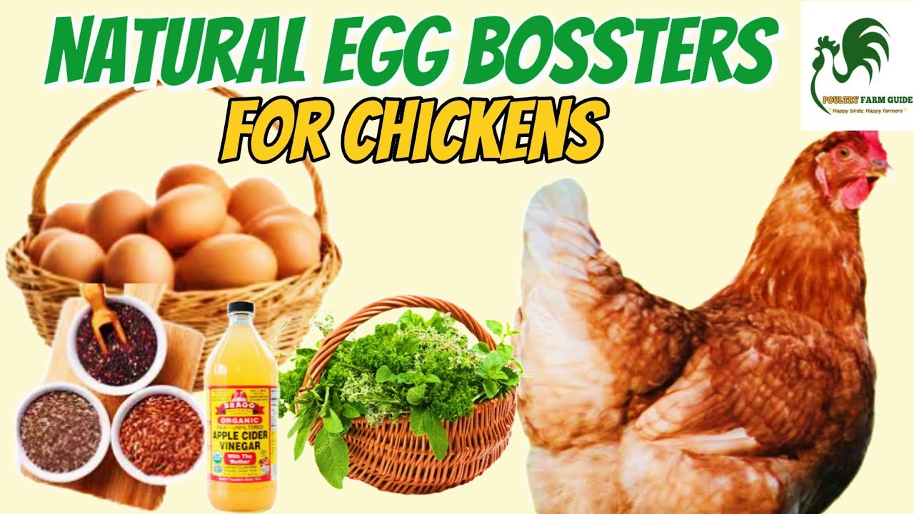 5 Natural Ways to Boost Your Chicken Egg production