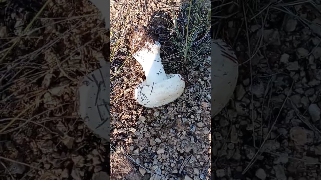 Merhaba, Amanita echinocephala yada strobiliformis, yenmemeli zehirli.