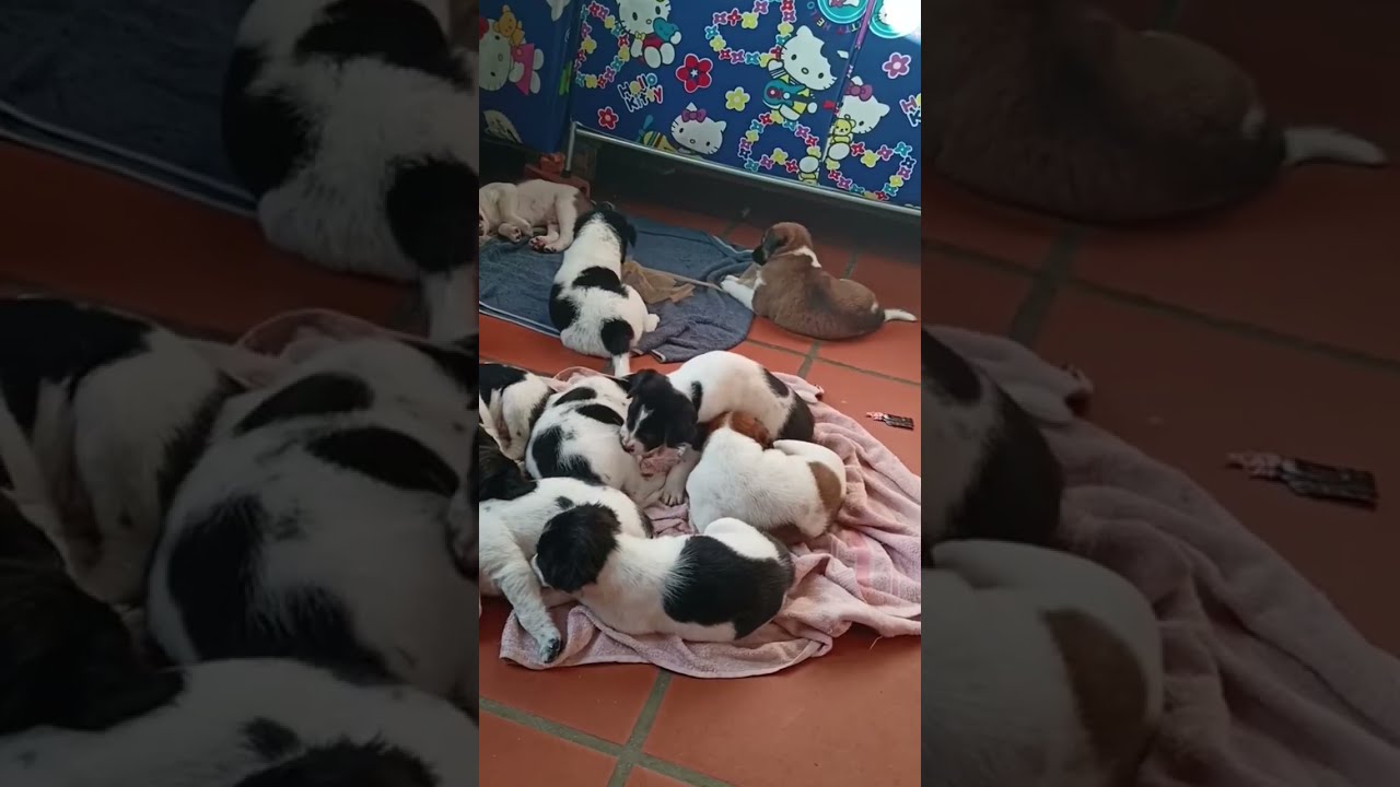 Cute activity puppies waiting food - Daily life of Chicken, Duck, Geese, Baby chicken #Shorts
