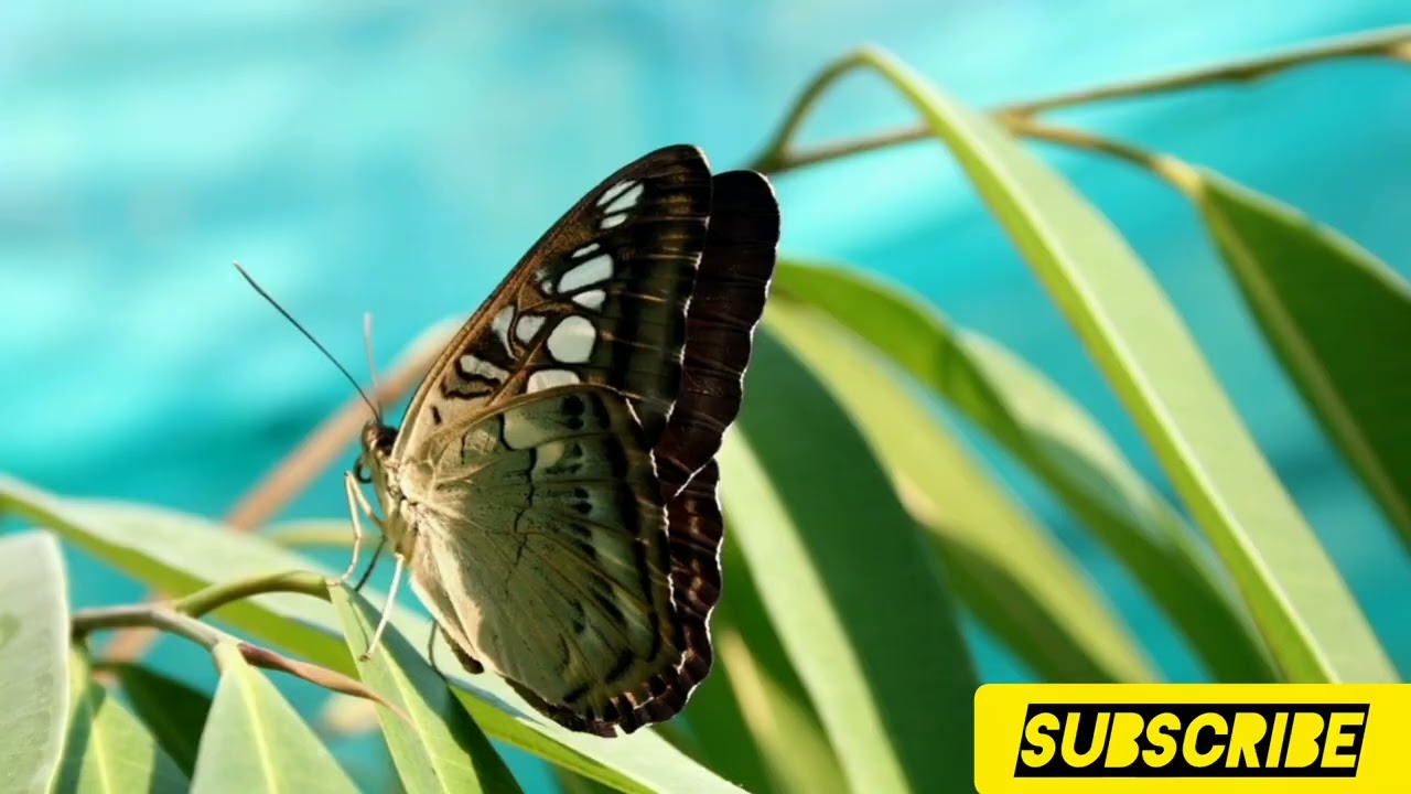  Beautiful butterfly 🦋🦋