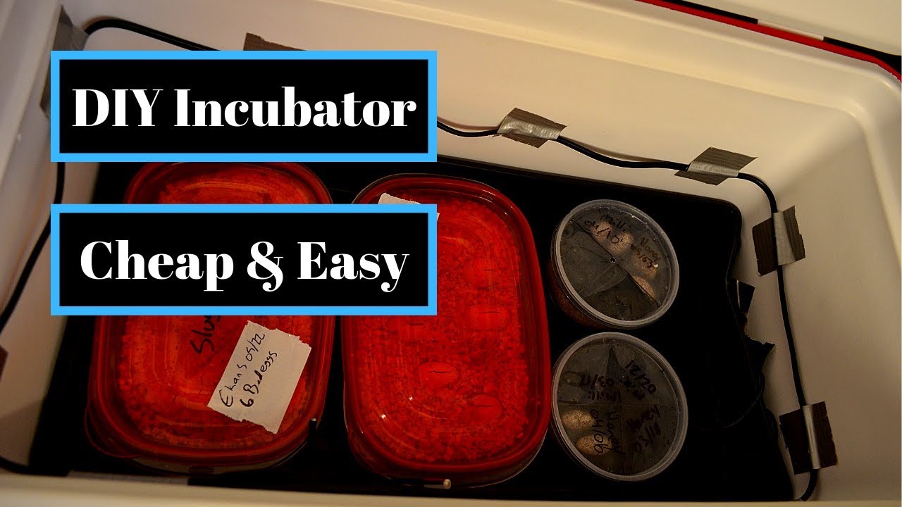 DIY Incubator | Cheap and Easy Home Made Reptile Egg Incubator