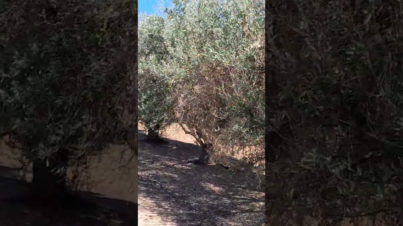 PIRSA Primary Industry Resources South Australia, Fruit Fly Spaying killing our food.