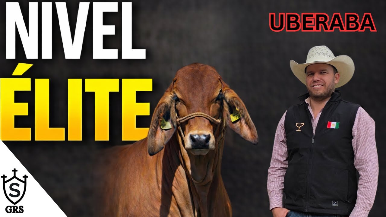 Así se trabaja una Ganadería Élite | El manejo de Uberaba