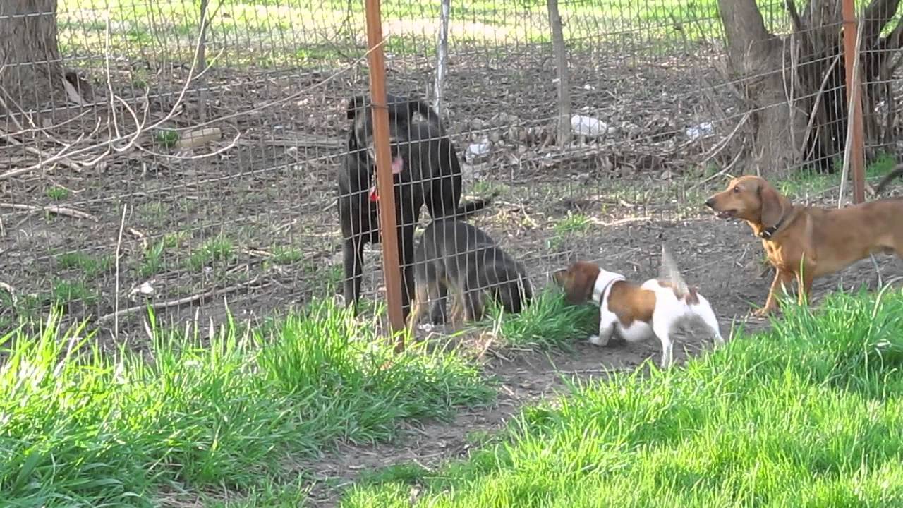 Neighbors Dogs Barking at My Dogs