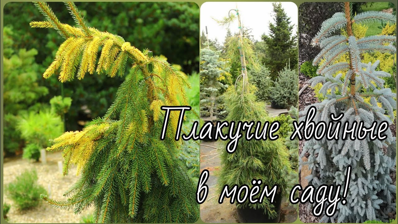 Плакучие хвойные в моём саду!🌲Обзор!🔥 19-20 июля 2024г