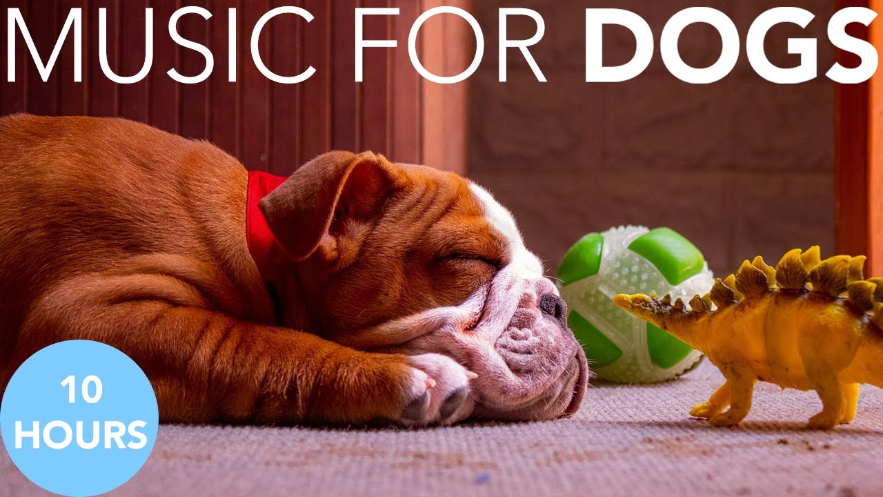 10 HOURS of Dog Relaxing Music 💖🦮 Soothing Music for Dogs to Relax Deeply