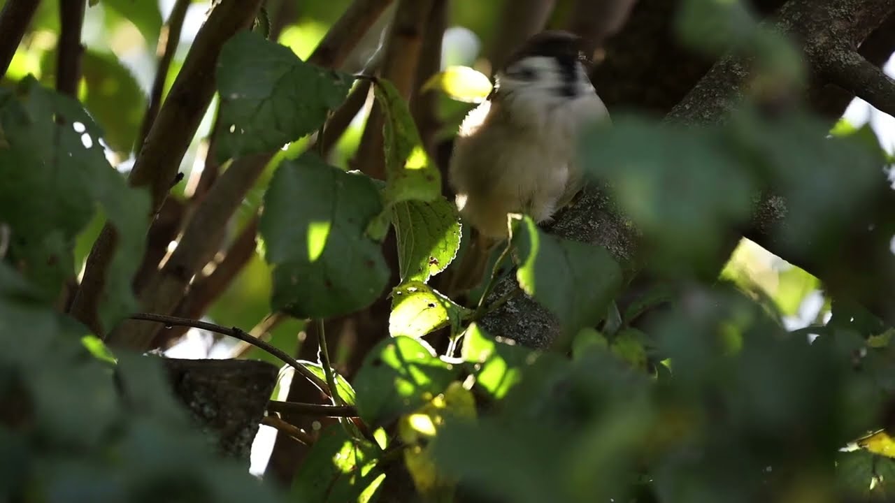 Sparrows in my plum tree.  Sparrows sound. Village sounds. Relaxing video. #birds #sparrow #sigma
