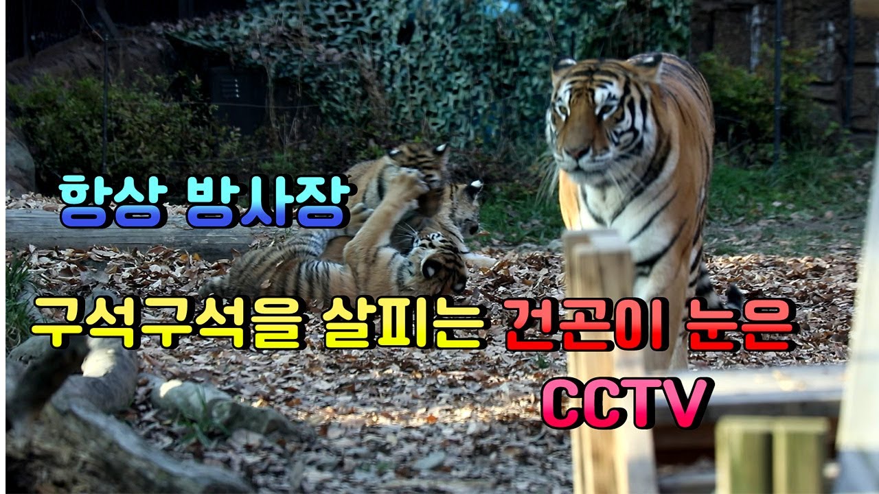 [에버랜드]*아기호랑이*한시도 경계를 늦추지 않는 건곤이 눈은 CCTV. 매일 새끼들의 안전을 위해 쉴새 없이 돌리는 CCTV처럼 매서운 눈을 가진 건곤맘