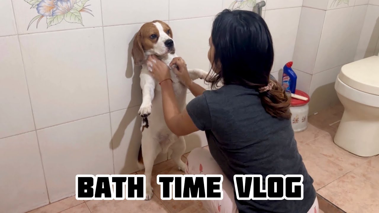 Dog bath time, must watch #dogbathing #dogspa #beagle #dogsofyoutube #doglife