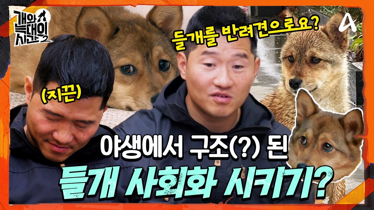 [#개와늑대의시간2] 야생에 잘살던 들개 가족🐕 전부 구조 후, 사회화 시킨 자매?!🐕‍🦺 | 개와 늑대의 시간 시즌2 3회