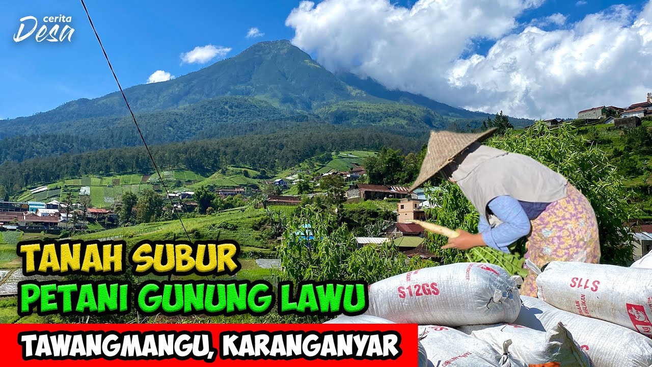 SANGAT SUBUR !! SUASANA DESA PETANI DI GUNUNG LAWU - Cerita Desa Gondosuli, Tawangmangu, Karanganyar