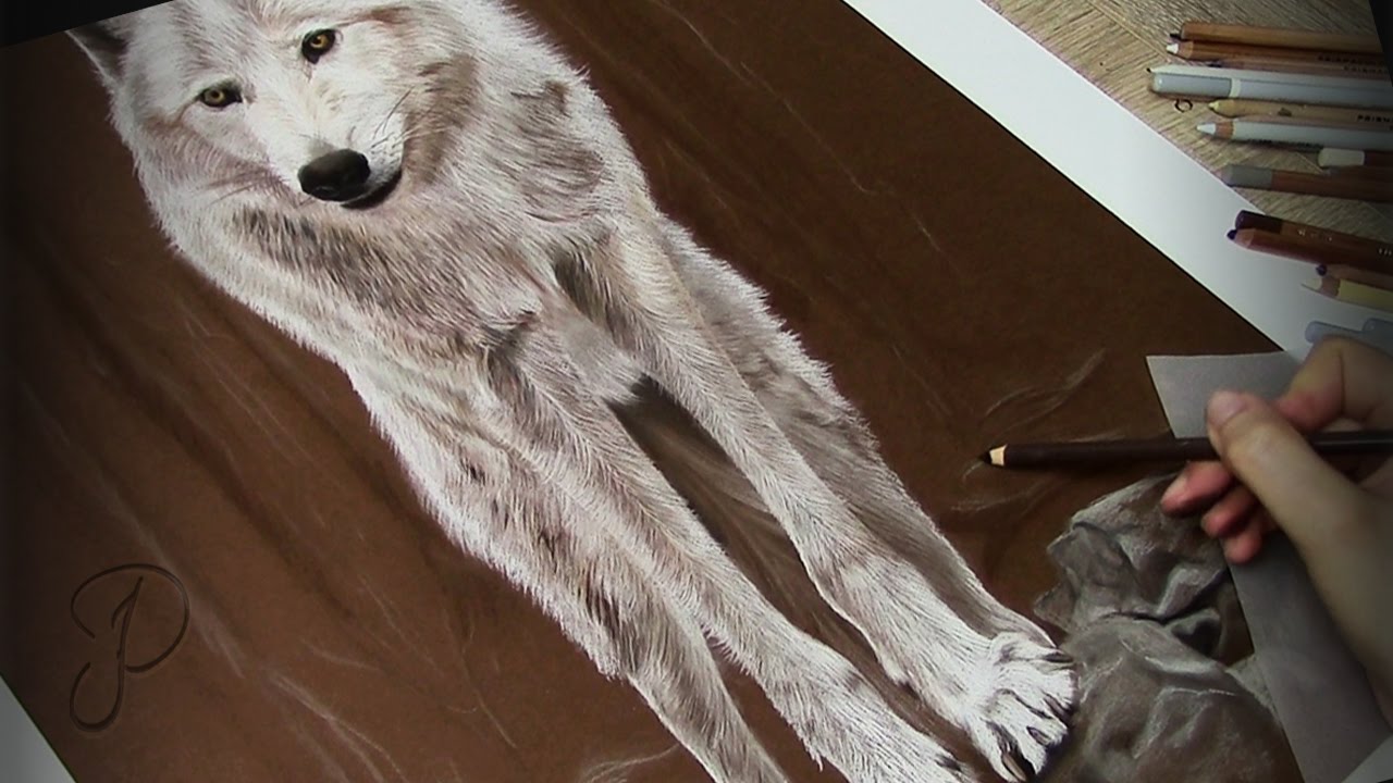 Realistic White Wolf - Pastel Painting | ❰ Realistic Speed Art Drawing ❱