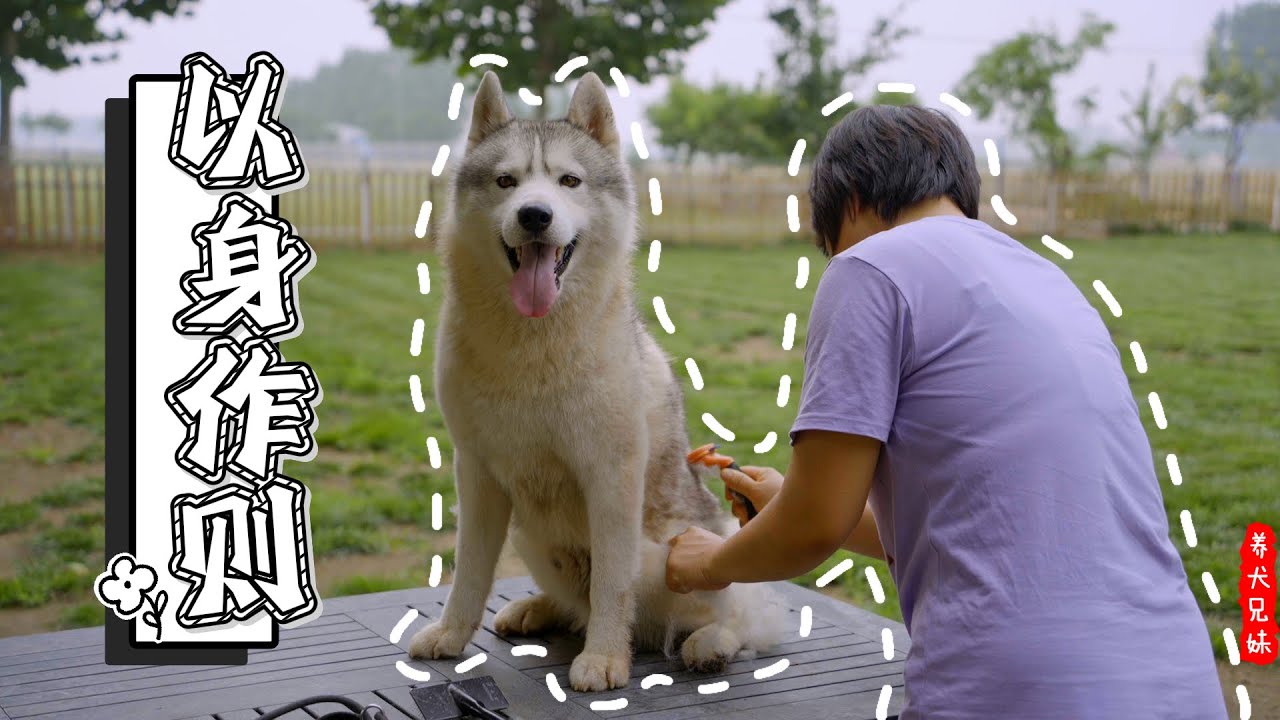 二哈和小柴给倔强小狗做榜样，不听话是要挨揍的\Husky and Shiba set an example for the puppy, rebellion will be punished