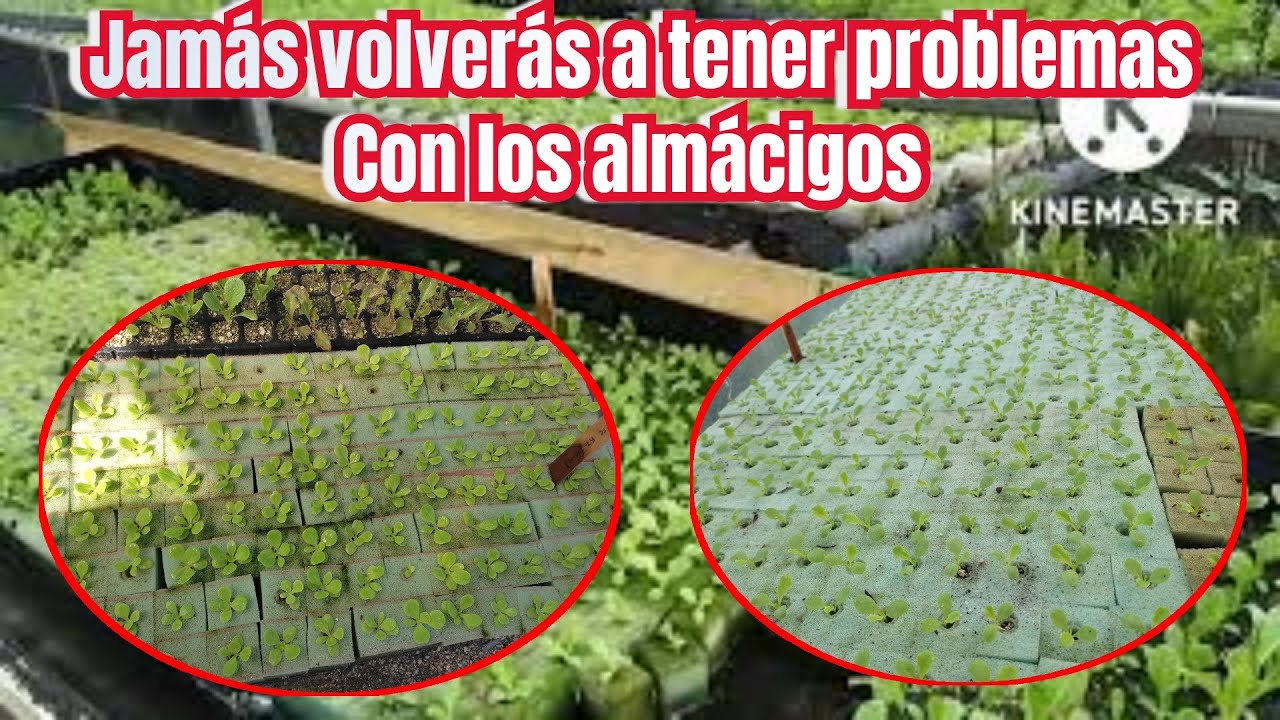 Te gustaría tener Buenos almácigos?