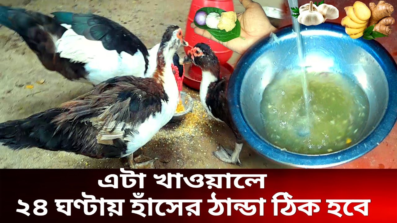 চিনা হাঁসের ঠান্ডা লাগলে কী খাওয়াবেন? ৩টি প্রাকৃতিক চিকিৎসা যা ২৪ ঘন্টায় কাজ করে | Duck Farming