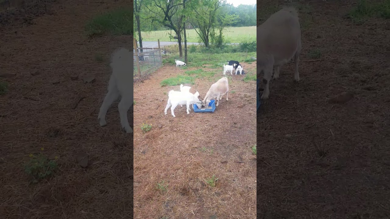 Goat weaning pen fencing.