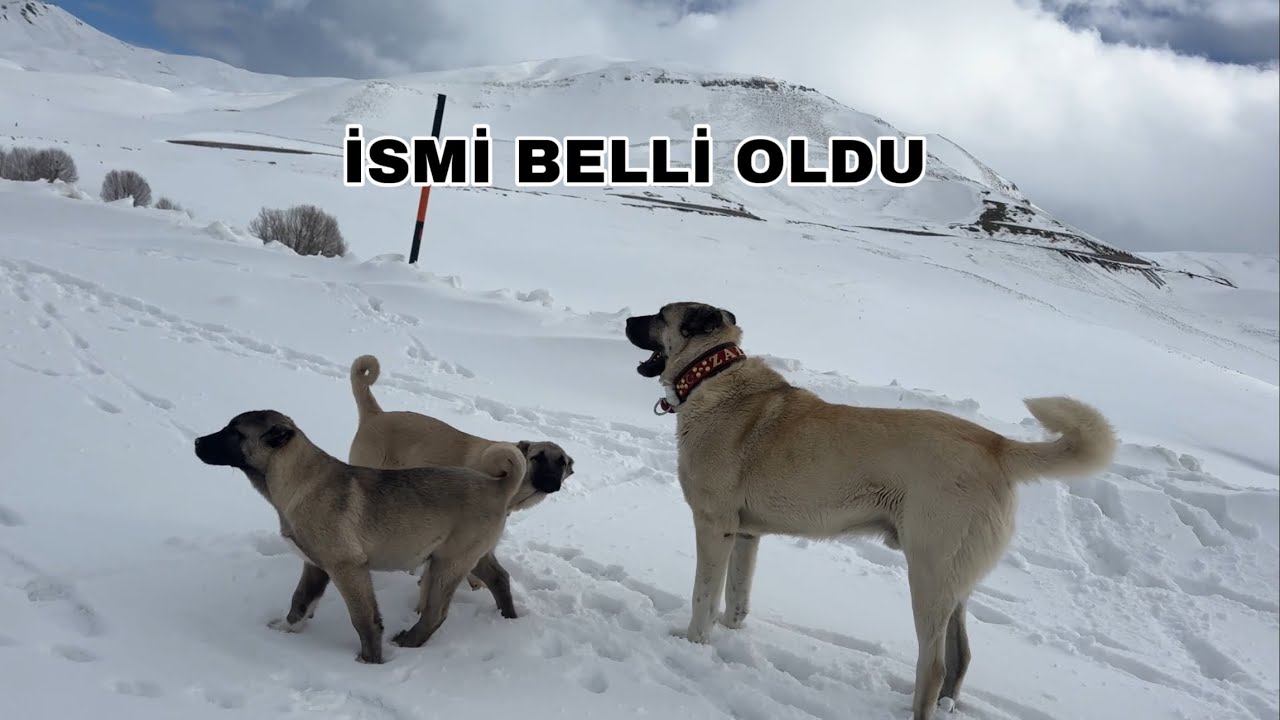 BU KARAKIRÇIL YAVRU GİBİ BİRDAHA GELMEYEBİLİR HAREKETLERİ NORMAL DEĞİL 