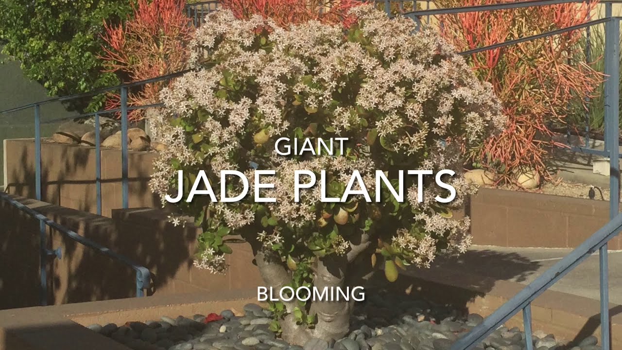 THE GIANT JADE PLANTS BLOOMING / CRASSULA OVATA / LOVE OF PLANTS 🌻