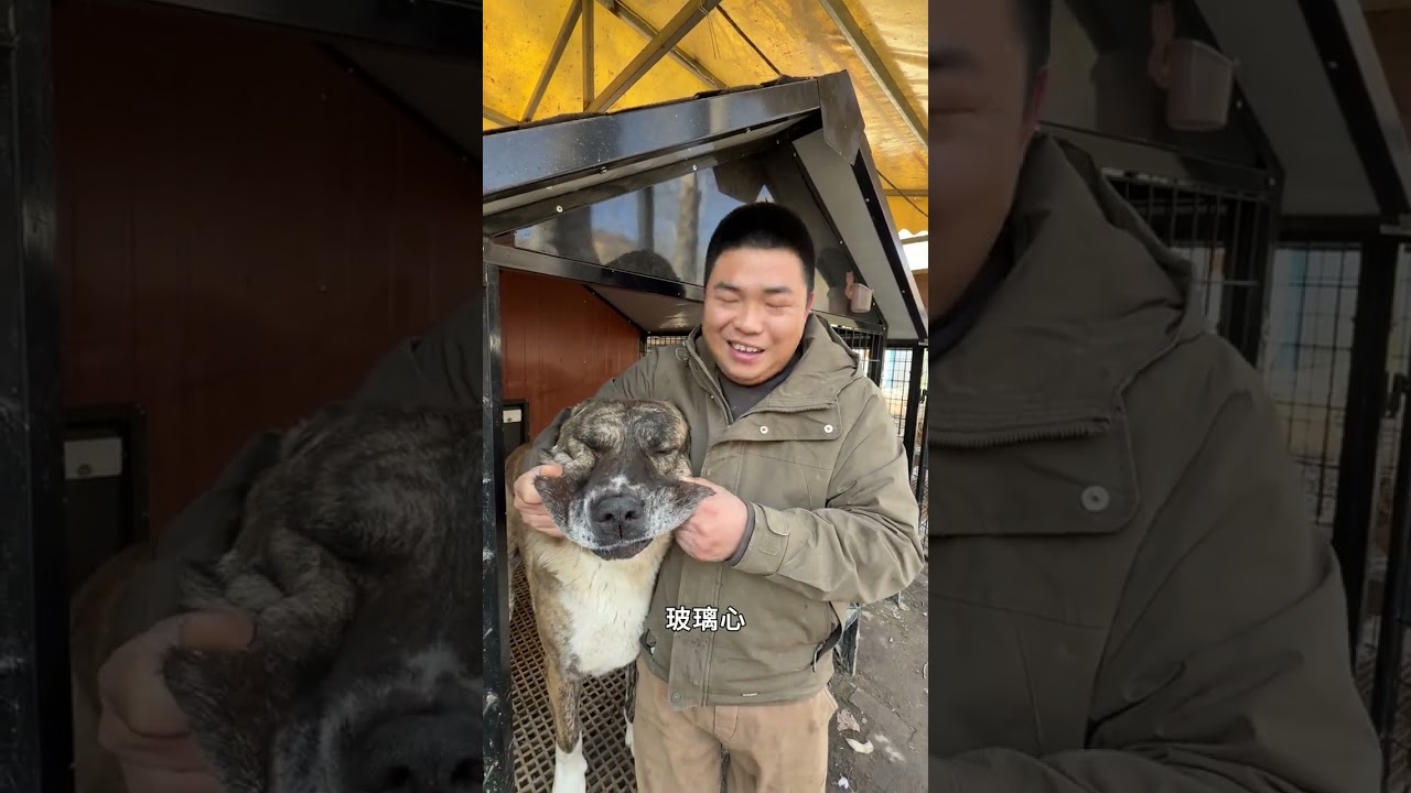 全体队友整体起立热烈欢迎豫西传奇耐打王皮皮大王归位 #罗威纳黑豹 #阿拉斯加皮皮 #恩佐 #卤蛋 #动物的迷惑行为