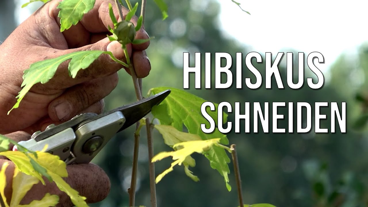 Hibiskus schneiden