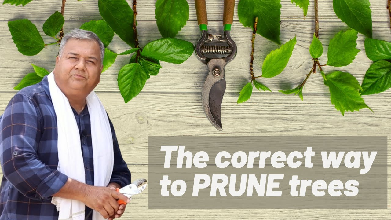 The correct way to prune trees and plants | Peepal Baba
