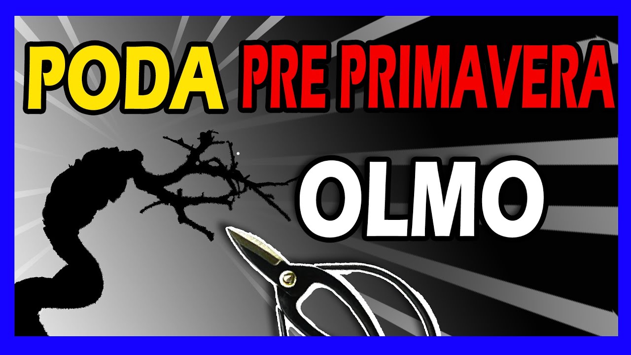 #Poda DRASTICA #OLMO #CHINO #BONSAI, abrimos un NUEVO #FUTURO