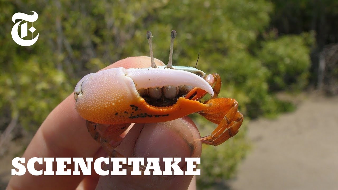 Robot Claw Shows Intricacies of Crab Courtship | ScienceTake
