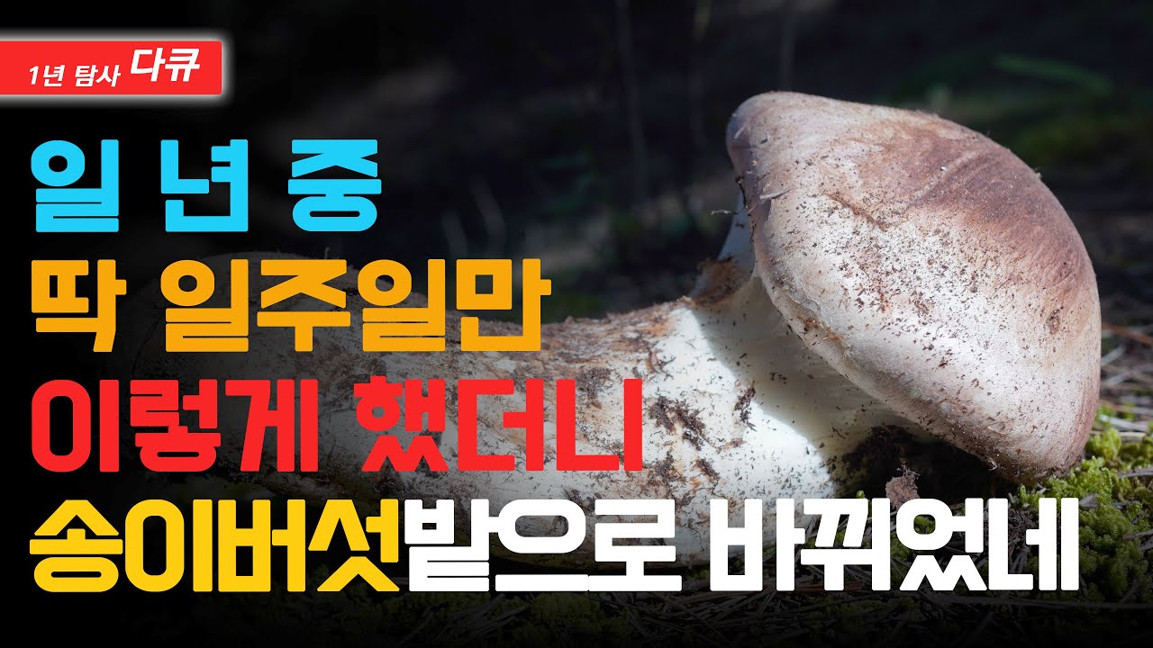 일 년 동안 송이버섯이 나는 산을 가꾸면 벌어지는 일