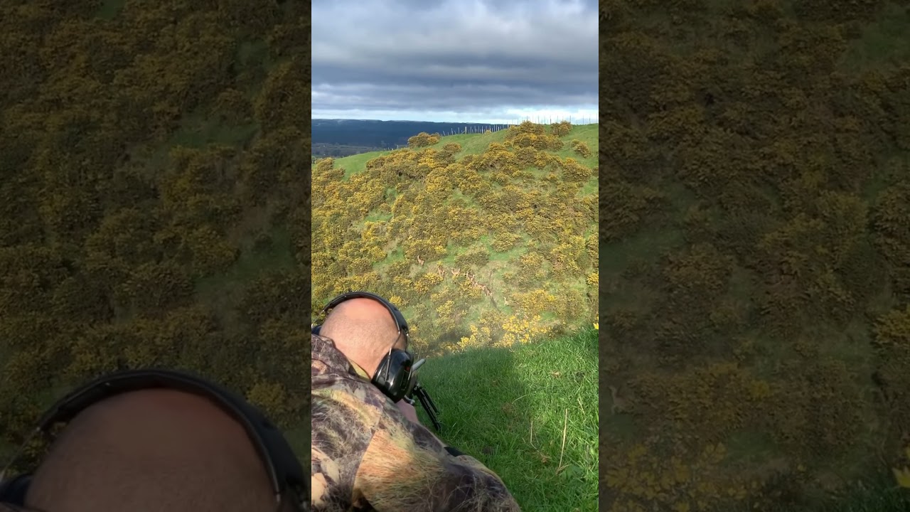Pest control New Zealand #reddeer #deer #deerhunting #tikka #308 #pestcontrol #hunting