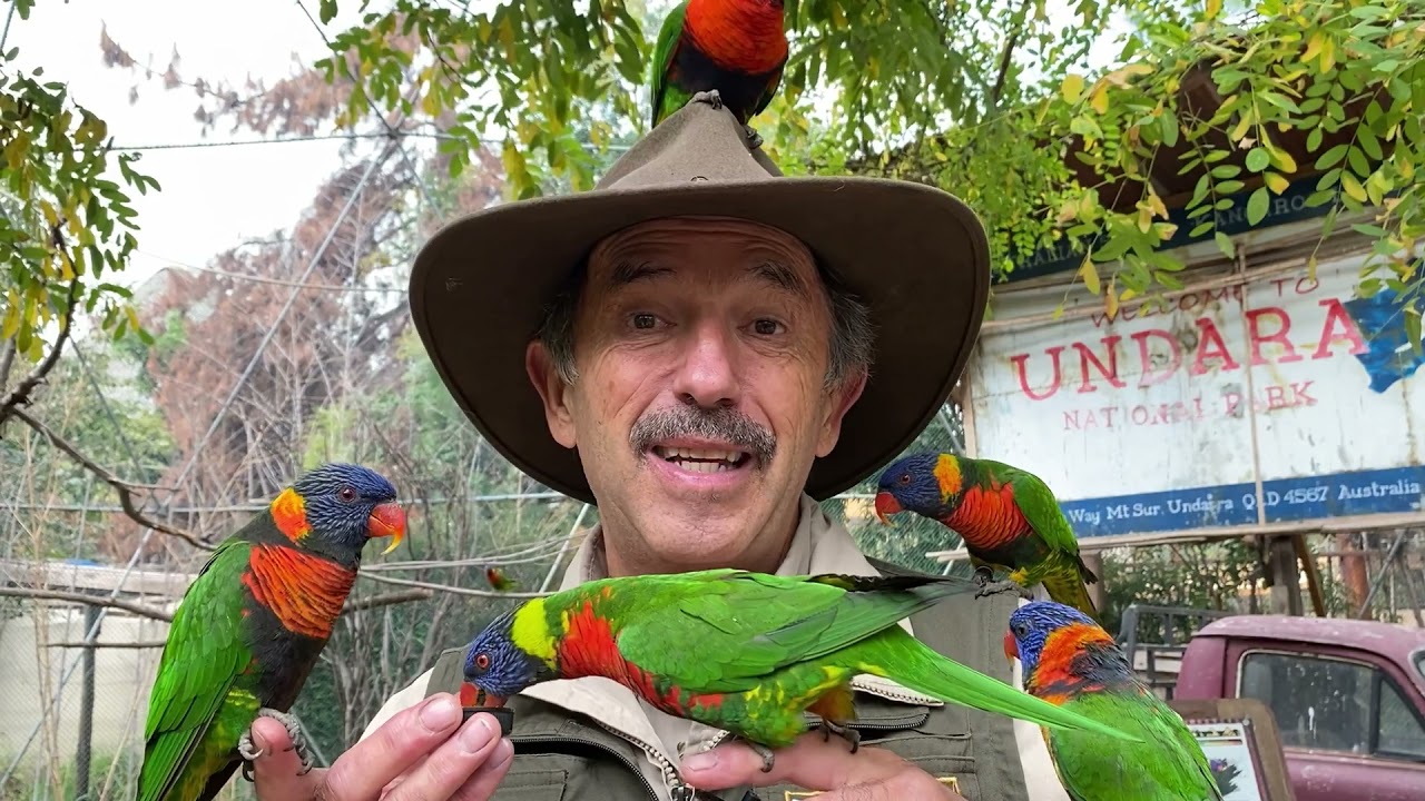 BUIN ZOO TE ACOMPAÑA EN CASA (El loris arcoíris de Australia)