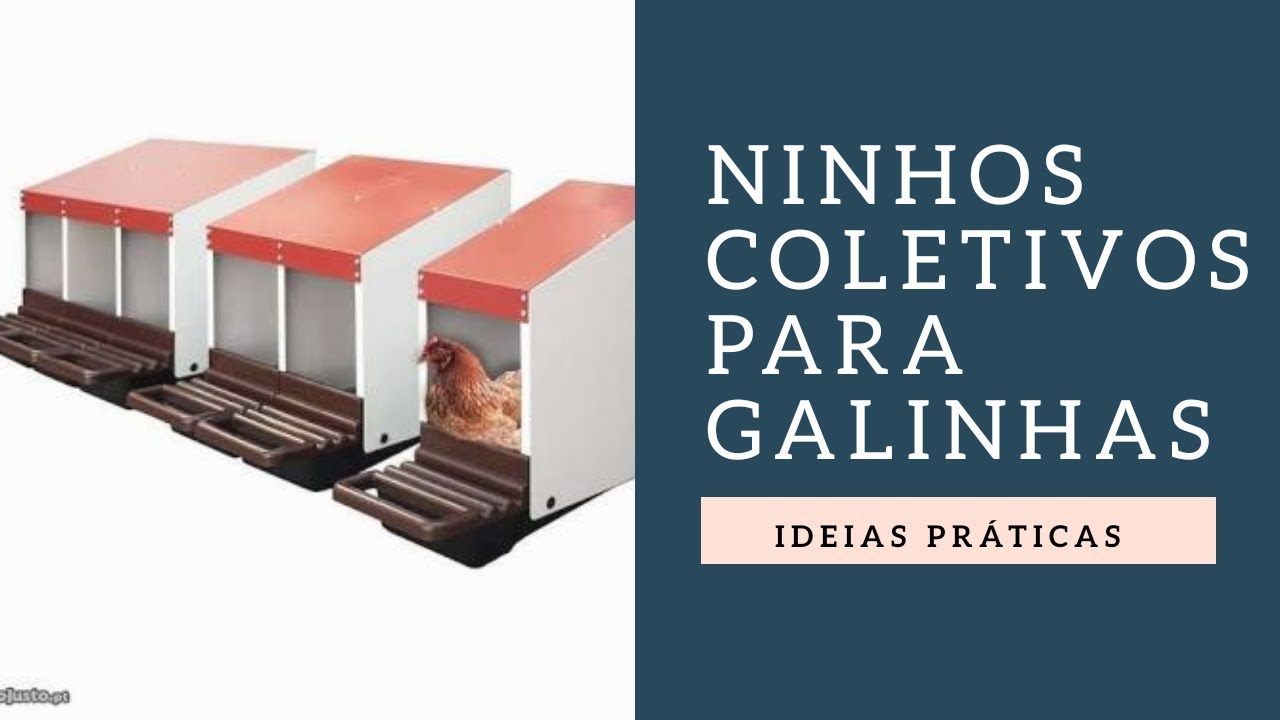 Ninhos coletivos, ideias práticas e funcionais | Criatório Neves