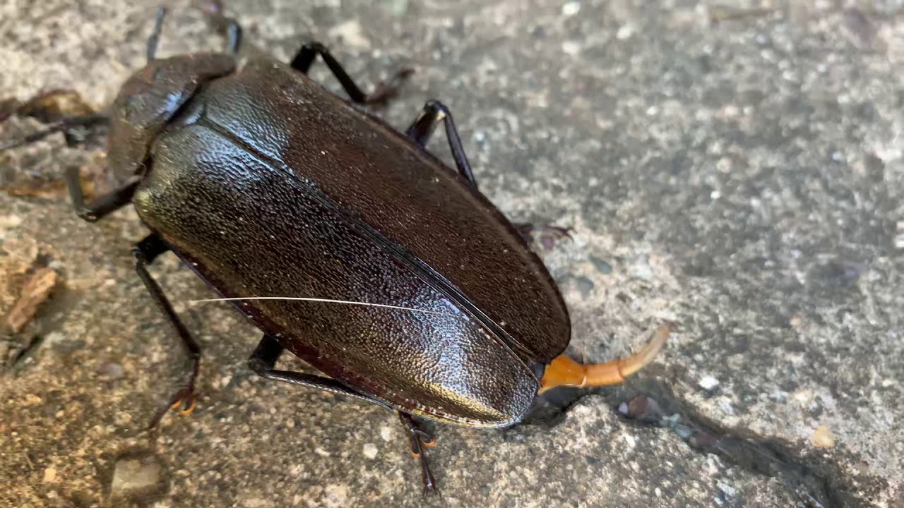 A beetle laying eggs