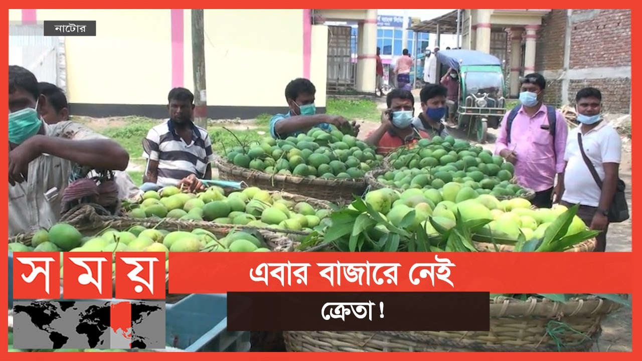 বাইরের জেলার আম সরবরাহ না হওয়ায় ক্ষতির মুখে বাগান মালিকরা! | Mango Market | Natore News | Somoy TV