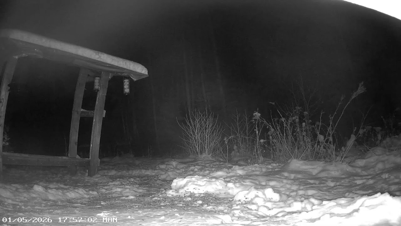 Wildcam in Sweden - Deer, badgers, pine marten, squirrels, birds and more!