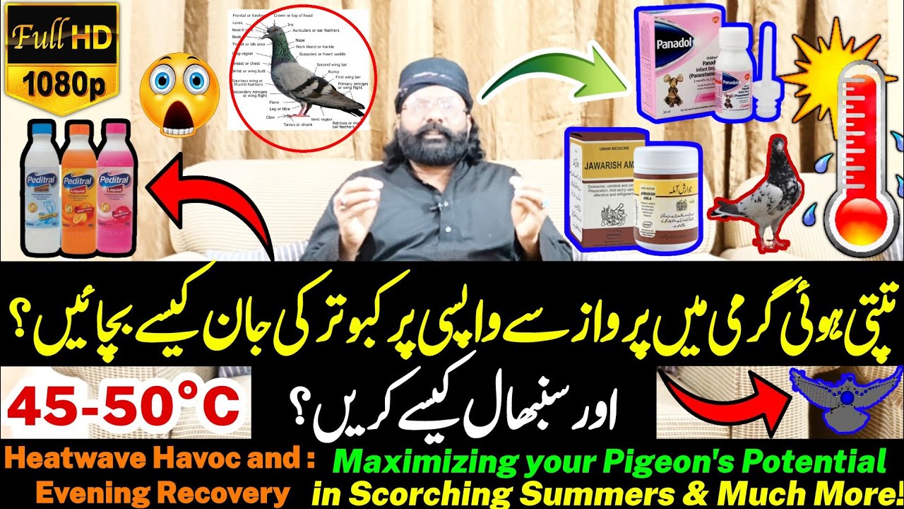 Parwazi Kabootar Ki Full Taez Garmi Mein Sambhal🌡️| Beating the Heat, Excelling in Flight! |Full HD🎬