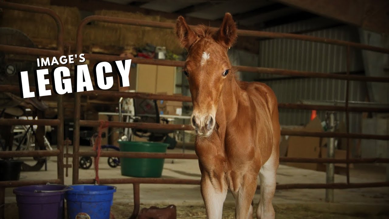 A Legacy Is Born - HORSE BIRTH