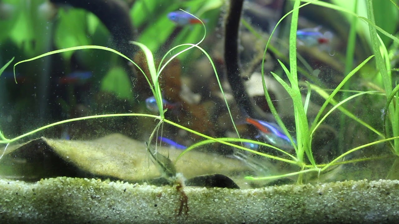 Corydoras pygmaeus findet und frisst Tubifex.