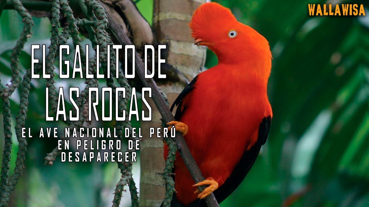 El gallito de la rocas: una de las aves más hermosas del Perú y del mundo en peligro de desaparecer