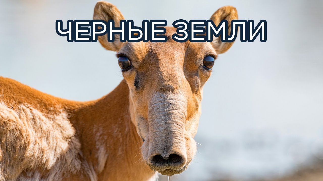 Жемчужина Калмыкии - заповедник 