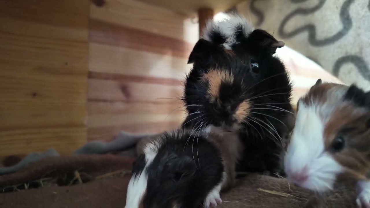 Meerschweinchen Babies #guineapighome #guineapig #pets #cute #animals #cutevideo #cavia 