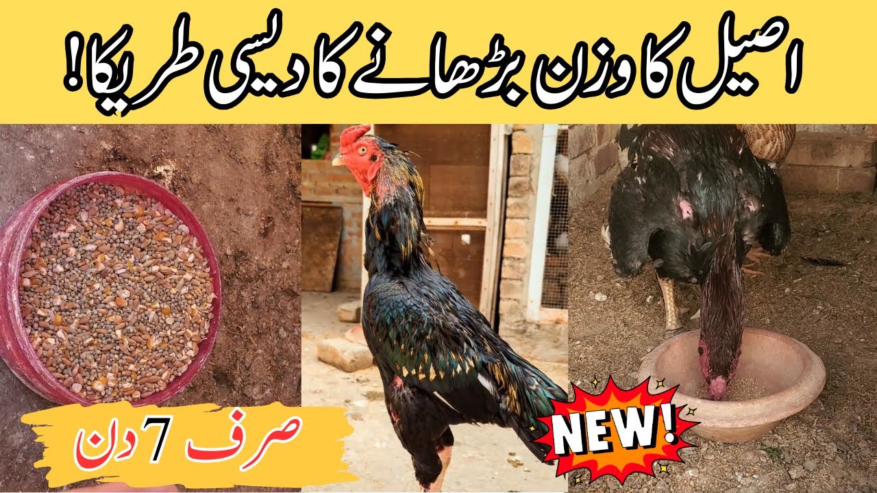 Murgio ko mota krna ka tarika | Murgi ko mota kesy kary?