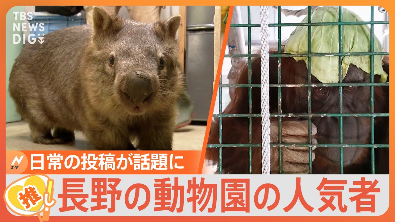 「私の推しはモモコ」アイドルのような人気ぶりの動物たち 長野市の動物園が大人気のワケは飼育員のSNS投稿にアリ【ゲキ推しさん】｜TBS NEWS DIG
