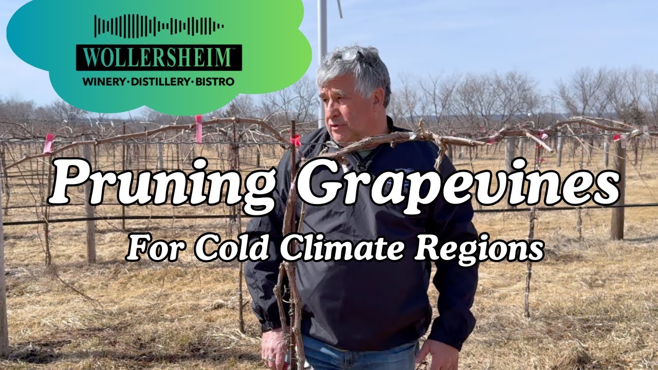 Mastering Cold Climate Grapevine Pruning | Spring Vineyard Guide