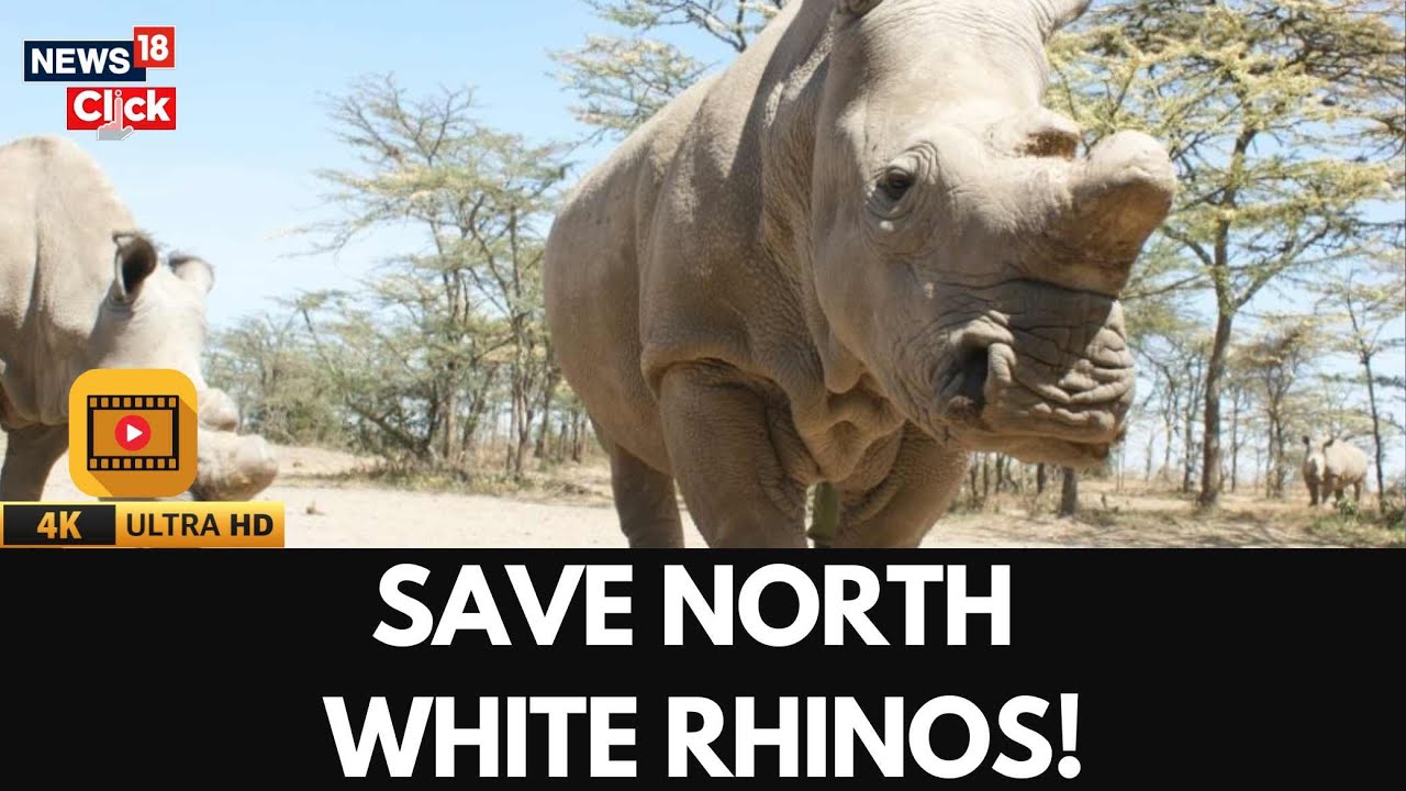 Hope for the White Rhino: Scientists Create 38 Embryos in Conservation Breakthrough | 4K | N18G