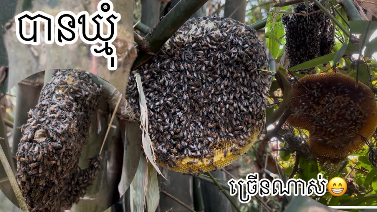 ដេីររកឃ្មុំជួបច្រេីនណាស់😆