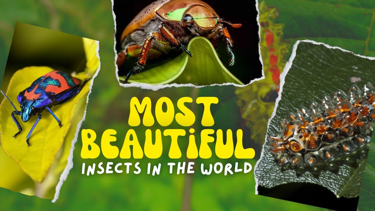 Top 10 Most Beautiful Insects in the World | Unbelievable Beauty