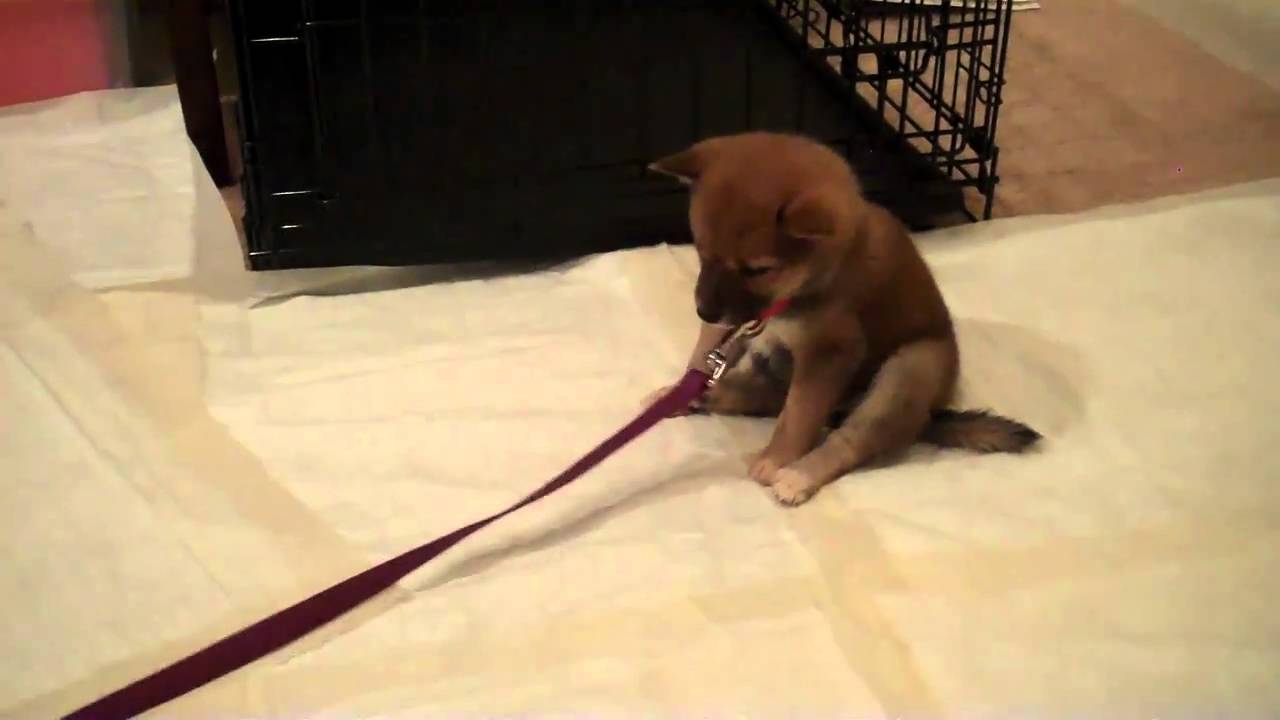 Shiba Inu 7 week old puppy falling asleep- Keiko