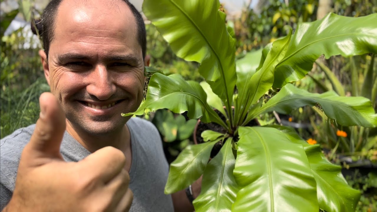 COMO PLANTAR ASPLENIUM CORRETAMENTE