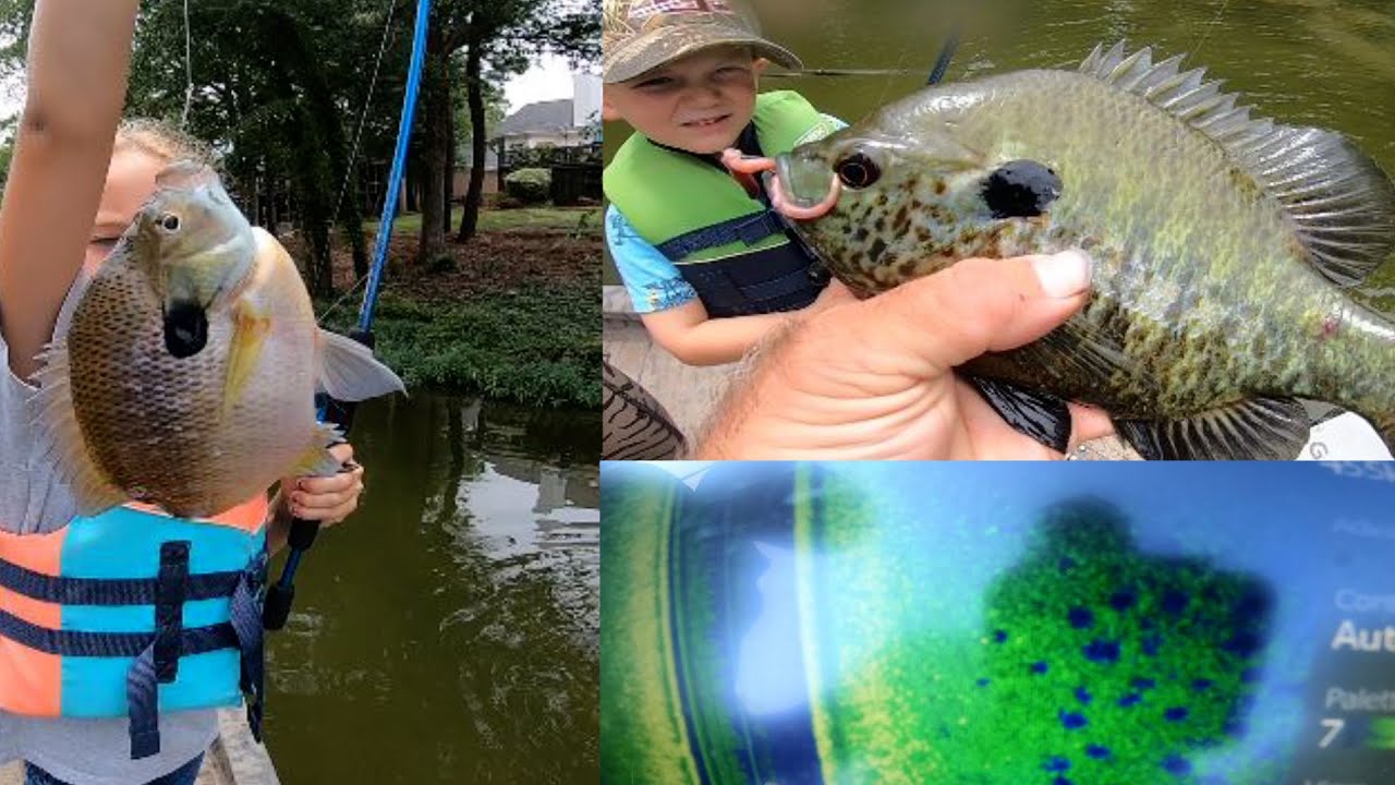 Bream bed fishing on Lake Murray!  7-11-22