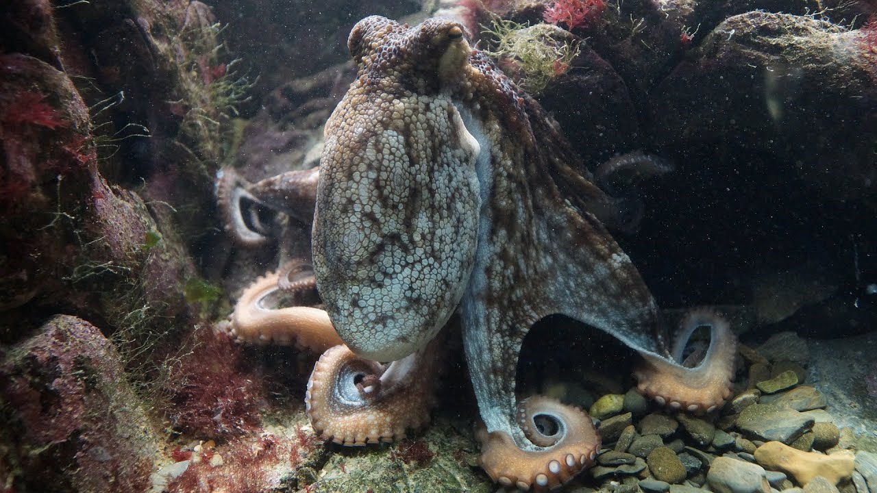 Cephalopods